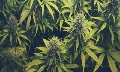 تاثیر دوز پایین کانابیس در آلزایمر؛ امیدی تازه برای بهبود حافظه