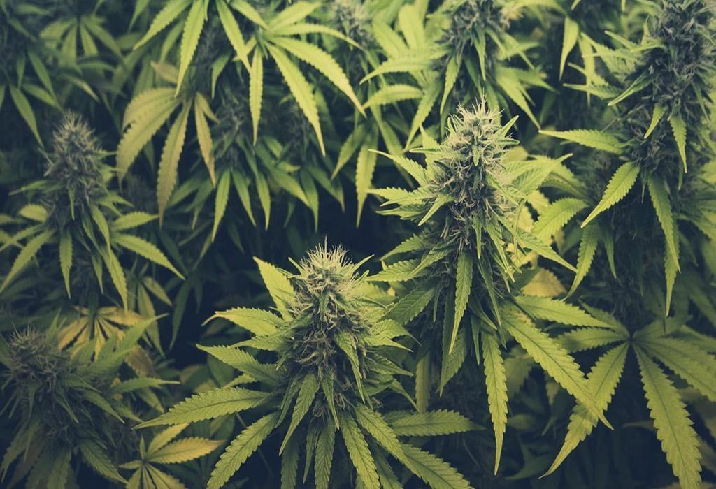 تاثیر دوز پایین کانابیس در آلزایمر؛ امیدی تازه برای بهبود حافظه