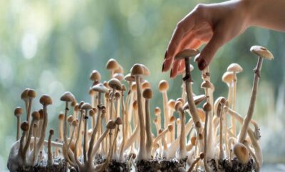 تاثیر سیلوسایبین بر وسواس و کاهش موقت علائم در بزرگسالان