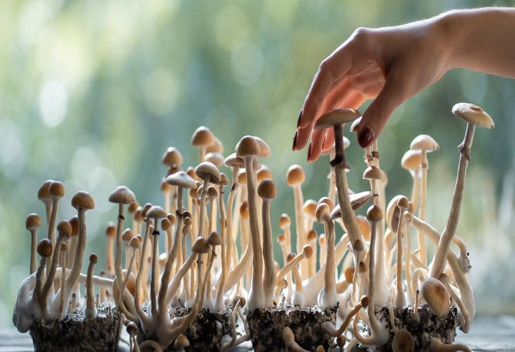 تاثیر سیلوسایبین بر وسواس و کاهش موقت علائم در بزرگسالان