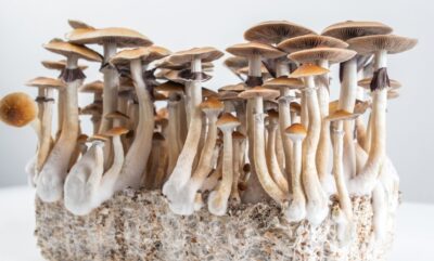 نقش امیدوارکننده سیلوسایبین در درمان سریع افسردگی سرطان و کاهش اضطراب