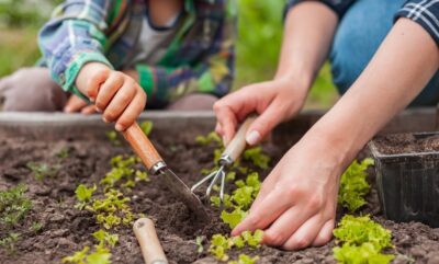 بررسی فواید باغبانی برای کودکان در بهبود تغذیه و فعالیت بدنی