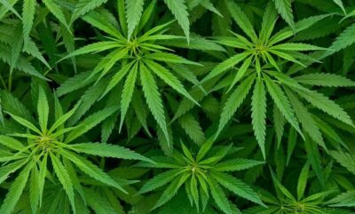 بررسی تاثیر نوشیدنی های جدید در کم کردن الکل با کانابیس