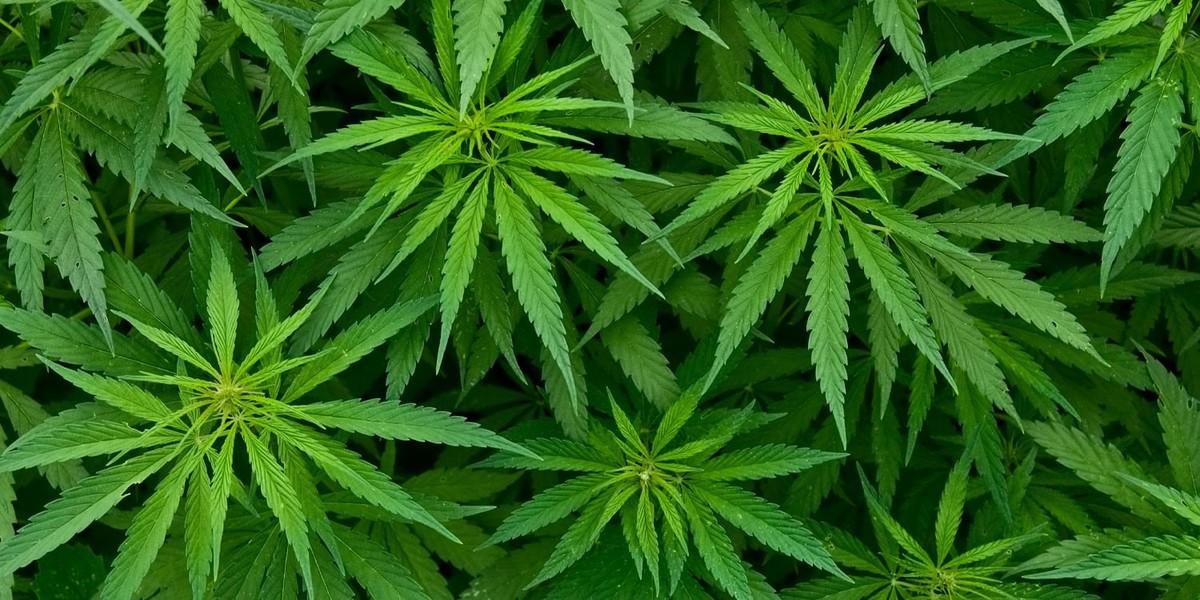 بررسی تاثیر نوشیدنی های جدید در کم کردن الکل با کانابیس