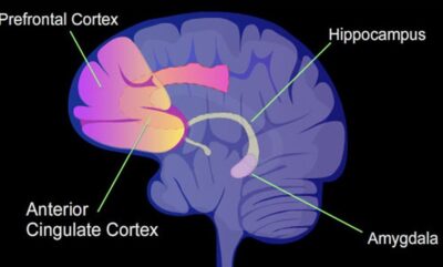 چرا الکل زیاد می نوشیم؟ کشف فعالیت منحصربه فرد در نورون های آمیگدال مغز