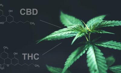 کشف مکانیزم تشدید اثرات تی اچ سی با سی بی دی در نوشیدنی های کافئین دار