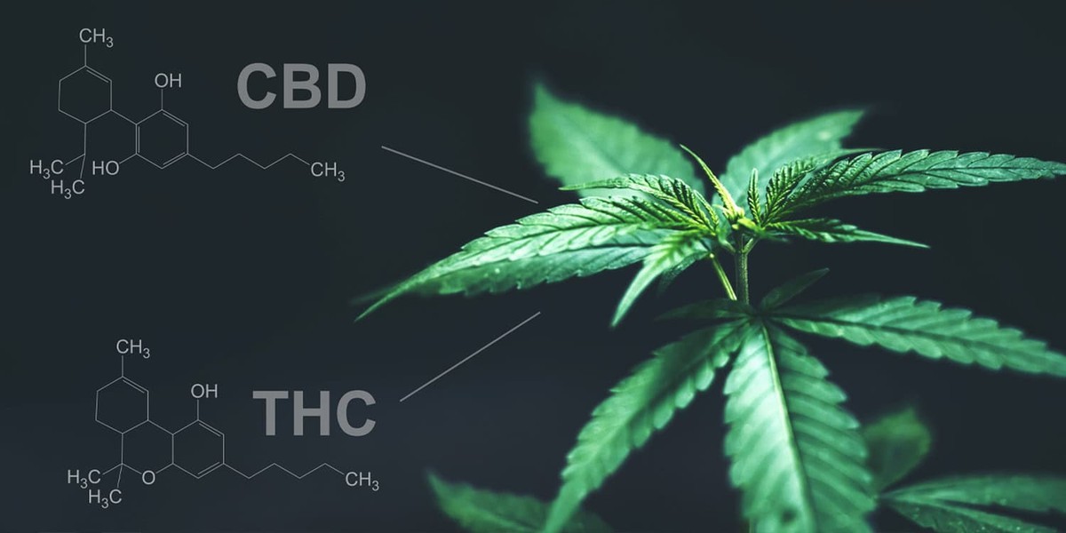 کشف مکانیزم تشدید اثرات تی اچ سی با سی بی دی در نوشیدنی های کافئین دار