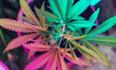 آیا حد مجاز مصرف گل باید مانند الکل استاندارد شود؟ نظر محققان