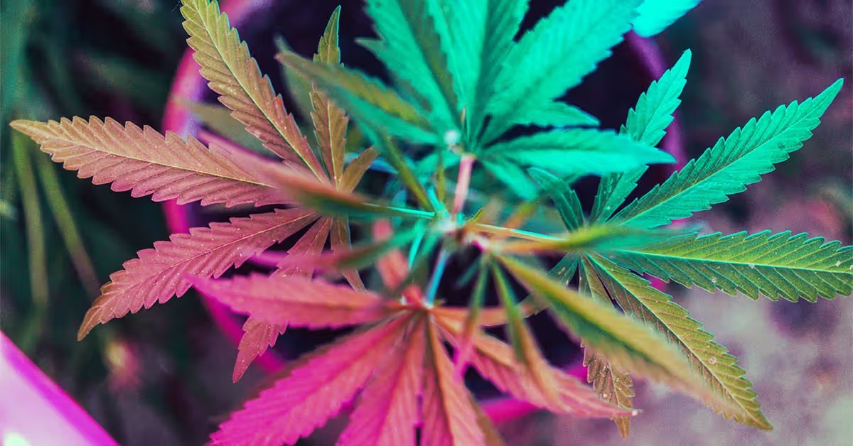 آیا حد مجاز مصرف گل باید مانند الکل استاندارد شود؟ نظر محققان