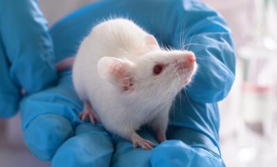 یافته های جدید درباره پیشگیری اضطراب نوجوانی با کتامین و افزایش تاب آوری