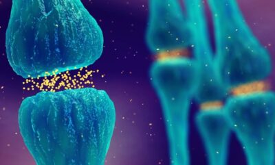 نقش تعامل دوپامین و انسولین در مغز برای کنترل هوس غذایی