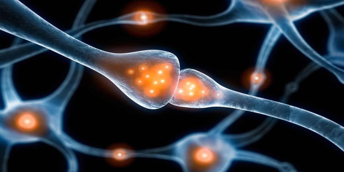 کشف پروتئین جدید برای تقویت حافظه و ذخیره سازی اطلاعات در مغز