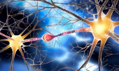 شناسایی مسیر جدید چربی سوزی مقاوم در مغز برای از بین بردن چربی های سرسخت