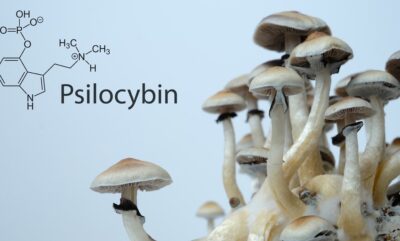 کشف شواهد علمی جدید از تاثیر درمانی سیلوسایبین بر مغز