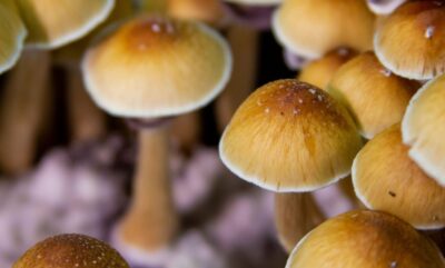 نتایج علمی جدید درباره قارچ جادویی و کند شدن زمان