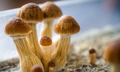 اثرات ترکیبی قارچ جادویی؛ فراتر از سیلوسایبین در تحقیقات جدید