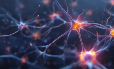 تاثیر تنهایی کودکی و اعتیاد به الکل بر ساختار مغز