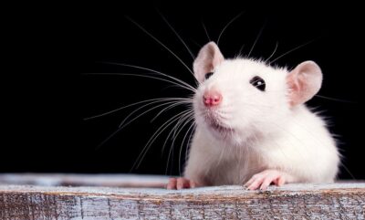 تاثیر آلاینده ها و رشد مغز بر رفتارهای تکانشی و تغییرات ژنتیکی